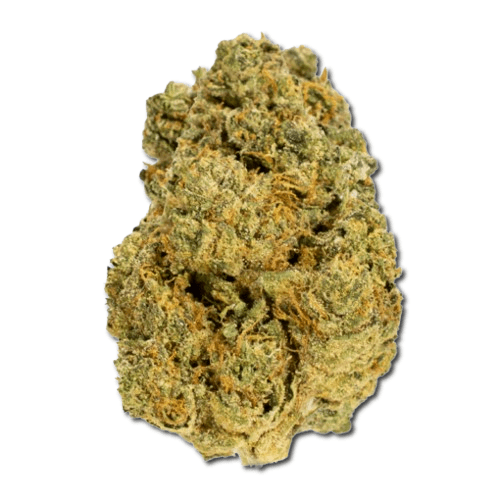 Black Cherry Gelato Strain