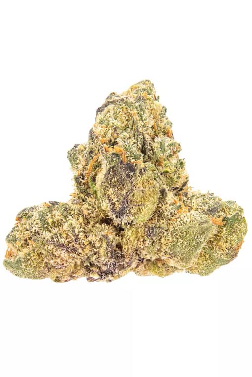 Jet fuel Gelato Strain